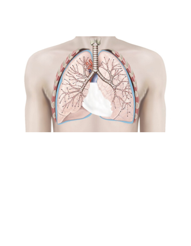 Productos pulmonares
